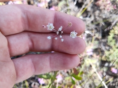 Allium inaequale