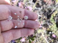 Allium inaequale