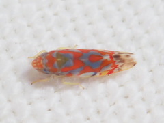 Erythroneura rubrella