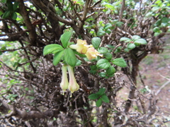 Lonicera kawakamii