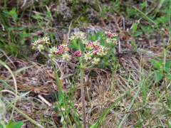 Pimpinella niitakayamensis