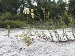 Polygonum dentoceras