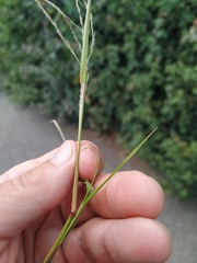 Eragrostis amurensis