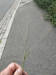 Eragrostis amurensis