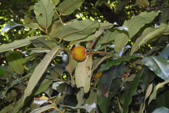 Diospyros blancoi