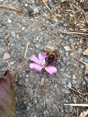 Bombus hypnorum