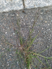 Eragrostis multicaulis