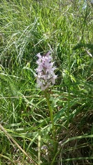 Dactylorhiza maculata