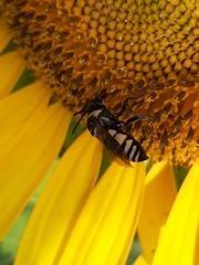 Triepeolus concavus