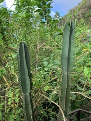 Cereus hexagonus