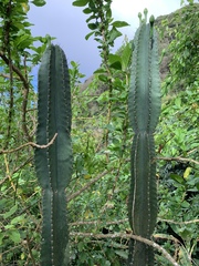 Cereus hexagonus