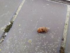 Coleoptera