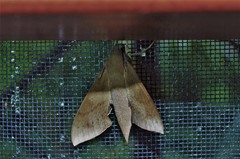 Xylophanes hannemanni