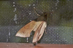 Xylophanes hannemanni