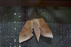Xylophanes hannemanni