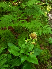 Rugelia nudicaulis