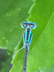Coenagrionidae
