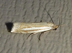 Crambus laqueatellus