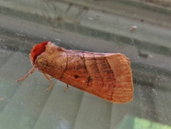 Datana major