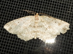 Melanolophia signataria
