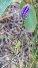 Campanula petiolata