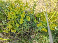 Euphorbia stepposa