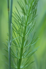 Carum verticillatum
