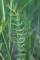 Carum verticillatum