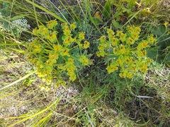 Euphorbia stepposa
