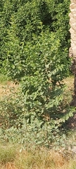 Ziziphus jujuba