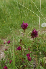 Trifolium pratense