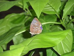 Arhopala centaurus nakula