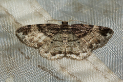 Cabera elatina