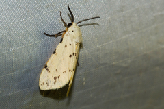 Eyralpenus subluteus