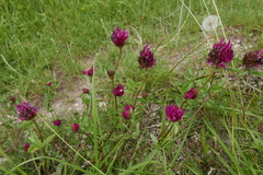 Trifolium pratense