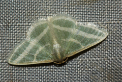 Mixocera frustratoria