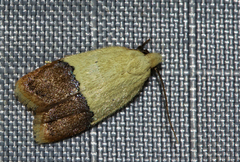Odites natalensis