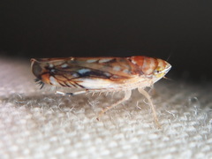 Scaphoideus titanus