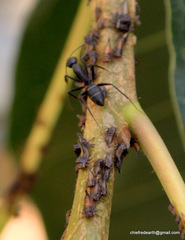 Camponotus