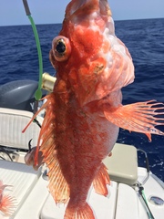 Pontinus longispinis