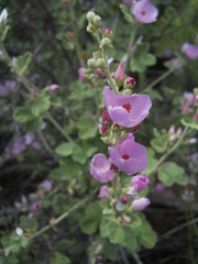Malacothamnus hallii