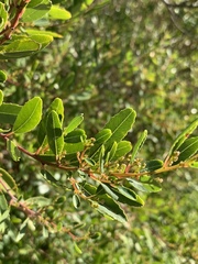 Noltea africana