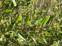 Noltea africana