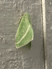 Chlorosea margaretaria