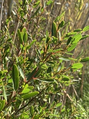 Noltea africana