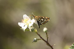 Heteropterus morpheus
