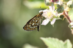 Heteropterus morpheus
