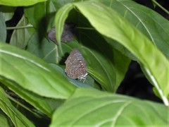 Arhopala centaurus nakula