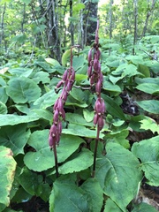 Corallorhiza maculata