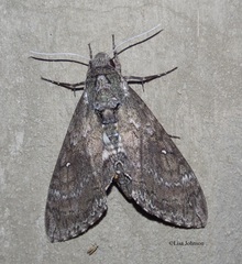 Manduca paphus